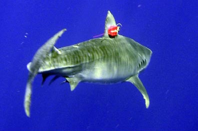 Released tiger shark carrying accelerometer